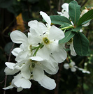 Bride Early Flower