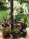 Bride Pots Gumboots