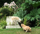 Bridge Cat Plants