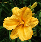 Bright Daylily Flower