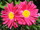 Bright Pink Daisy