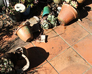 Broken Pots Patio