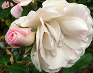 Bud Flower Rose