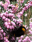 Bumble Bee Erica