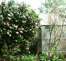 Camellia Glass House