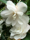 Camellia White Cindy