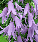 Campanula Blue