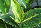 Canna Leaves Stripe