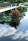 Canna Reflection Pool