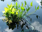 Canna Reflections Pool