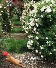 Cat Climbing Roses 2