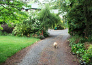 Cat Driveway Lawn