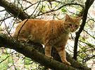 Cat Ginger Blossom