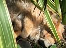 Cat Hiding Phormium