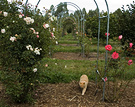 Cat Roses Mulch