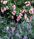 Catmint Rose Pink