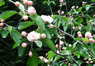 Chalotte Flowers Malus