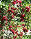 Climbing Roses Red