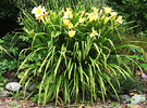 Clump Lemon Daylilies