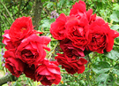 Cluster Red Roses