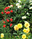 Coloured Dahlias