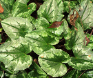 Common Cyclamen Leaves