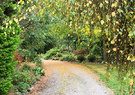 Conifer Autumn Driveway