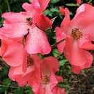 Coral Rose Flower