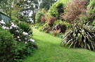 Cordyline Back Lawn