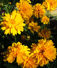 Coreopsis Golden