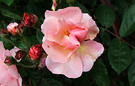 Cornelia Flower Rose