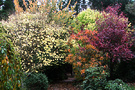 Cotinus Prunus Fall