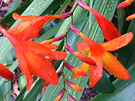 Crocosmia Orange