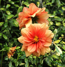 Dahlia Corokia