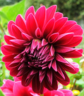 Dahlia New Flower