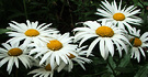 Daisy Group Shasta