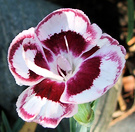 Dianthus Flower Striped