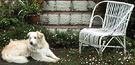 Dog Chair White