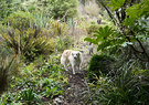 Dog Greenery Path