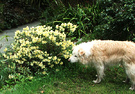 Dog Rhododendron Lemon