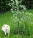 Dog Silver Pear