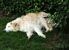 Dog Sleep Hedge