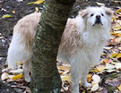 Dog Tree Winter