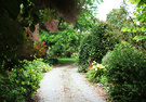 Driveway Cotinus Foliage