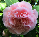 Early Camellia Pink