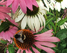 Echinacea Bees