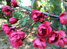 Elizabeth Crab Apple