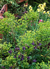 Euphorbia Aquilegia Flowers