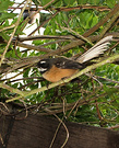 Fantail Bird Pergola