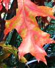 First Autumn Leaf